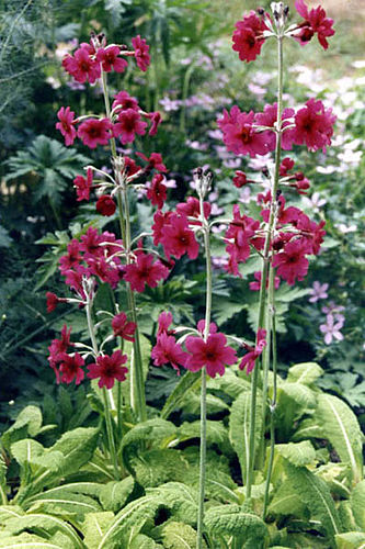 Primula pulverulenta